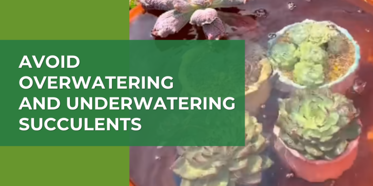 How to Avoid Overwatering and Underwatering Succulents