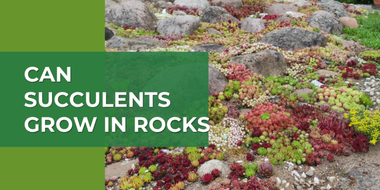 Can Succulents Grow in Rocks? 4 Steps to Build a Garden