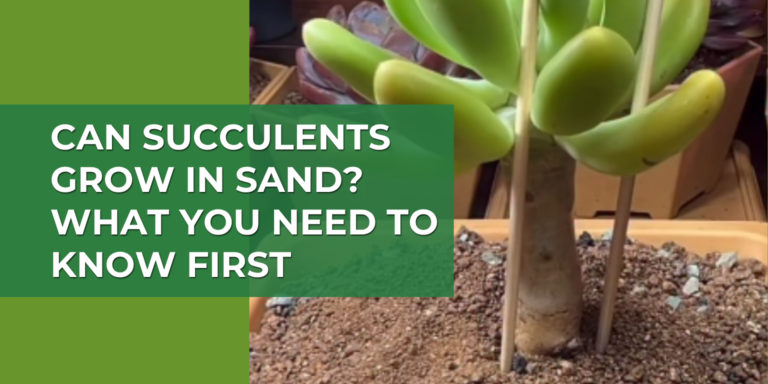 Can Succulents Grow in Sand? What You Need to Know First