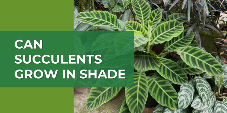 Can Succulents Grow in Shade? 5 Low Light Types