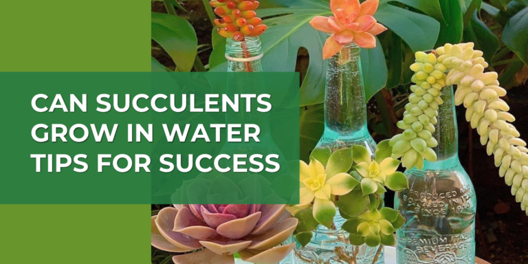 Can Succulents Grow in Water? Simple Tips for Success