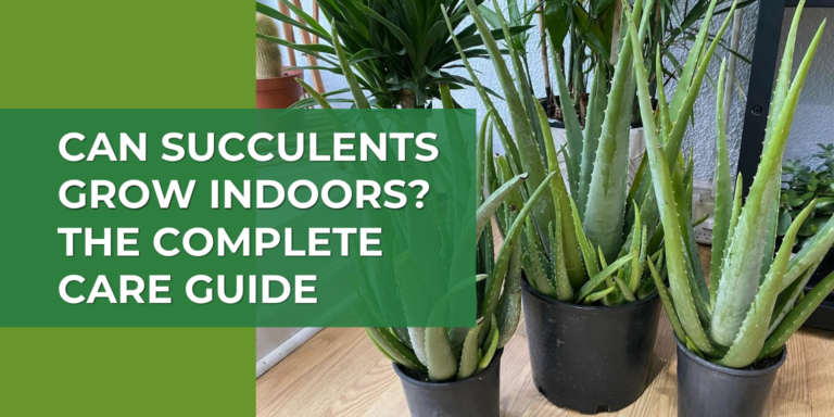 Can Succulents Grow Indoors? The Complete Care Guide
