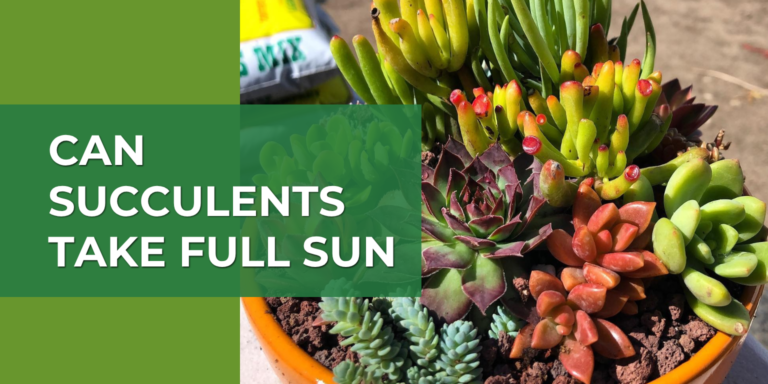 Can Succulents Take Full Sun? The 14 Day Care Guide
