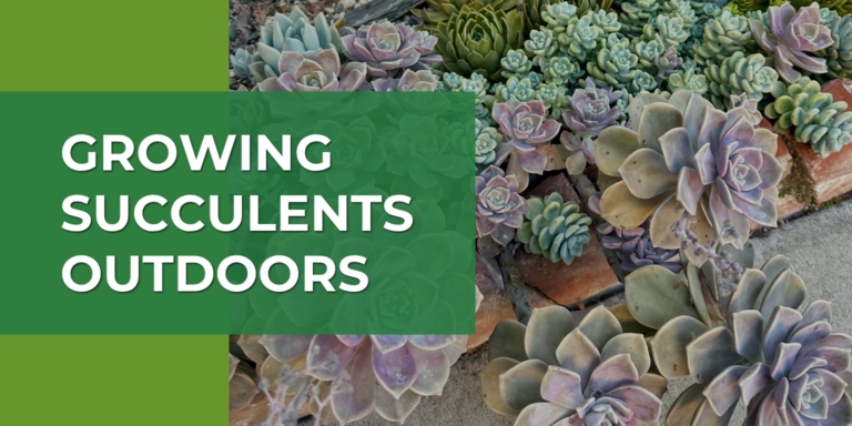 Growing Succulents Outdoors: The Complete Guide