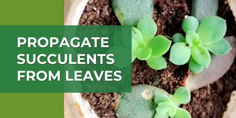 How to Propagate Succulents From Leaves (Easy Guide)