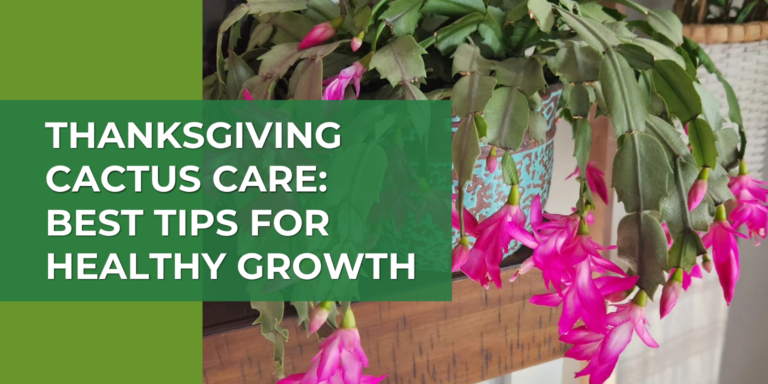 Thanksgiving Cactus Care: Best Tips for Healthy Growth