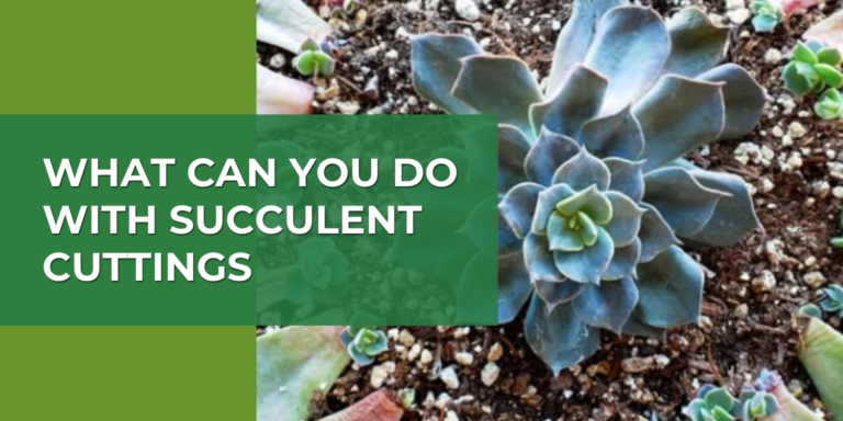 What Can You Do with Succulent Cuttings? Best Ideas
