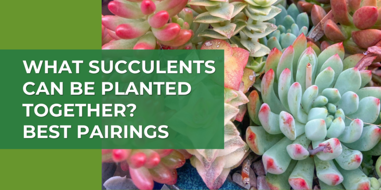 What Succulents Can Be Planted Together? Best Pairings