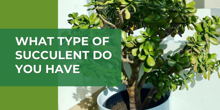 What Type of Succulent Do I Have? Here’s How to Identify It