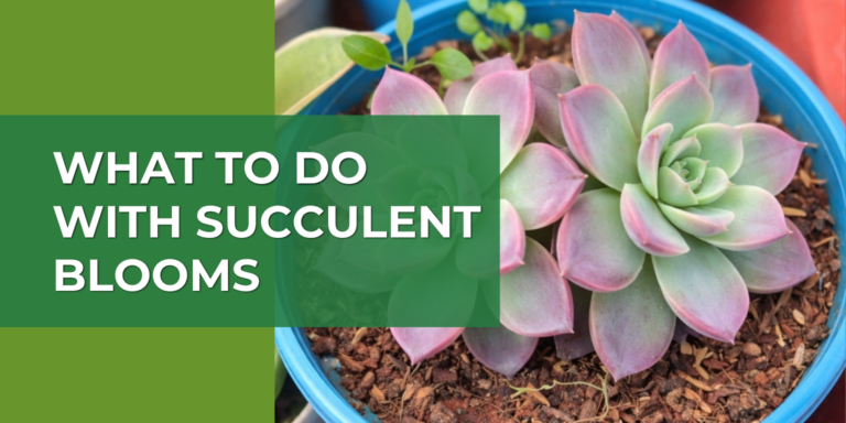 What to Do with Succulent Blooms? A Care Guide