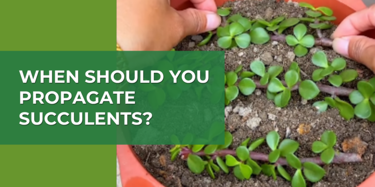 When Should You Propagate Succulents? A Seasonal Guide