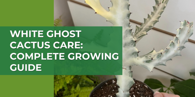 White Ghost Cactus Care: The Complete Growing Guide